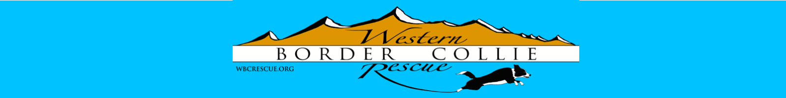 rocky mountain border collie rescue