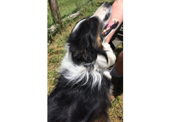 Border Collie Adoption: Border Collie Puppies for Sale and Adoption 